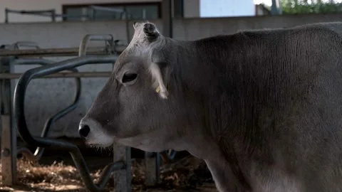 Cow in the corral of his stable Stock Footage 164251883