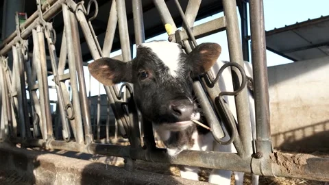 Cow in the corral of his stable Video stock 164252593