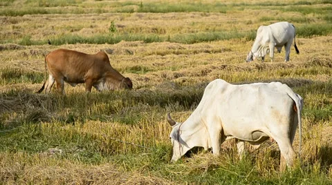 Cow in countryside field Stock Footage 24069759