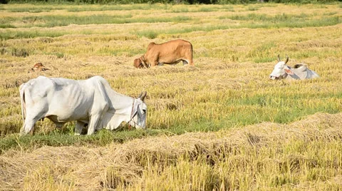 Cow in countryside field Stock Footage 24078996