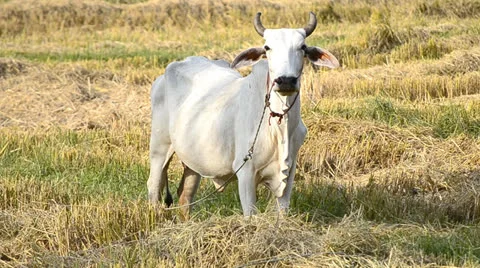Cow in countryside field Stock Footage 24088015