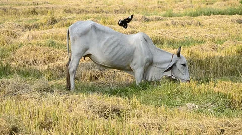 Cow in countryside field Stock Footage 24094731