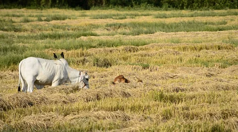 Cow in countryside field Stock Footage 24109447