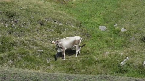 Cow in countryside Stock Footage 53872945
