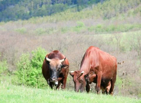 Cow couple Stock Photos