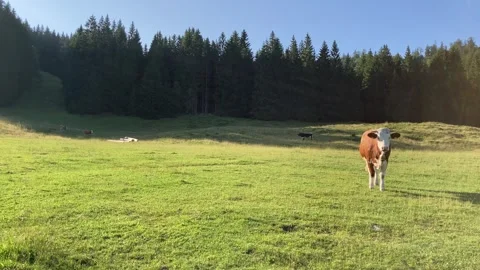 Cow with cow bell approaching on alpine pasture Stock Footage 246424995
