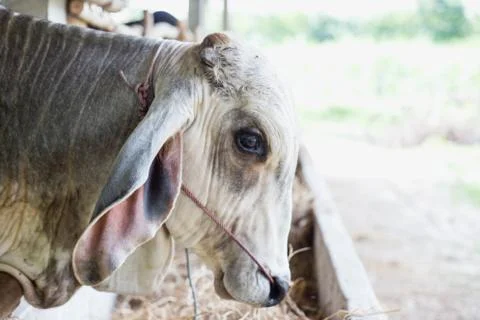 Cow in the cowshed Stock Photos