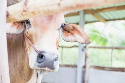 Cow in the cowshed Stock Photos
