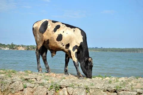 Cow at crazy Stock Photos