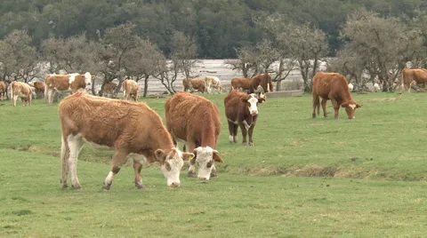 Cow creek Stock Footage 1314919