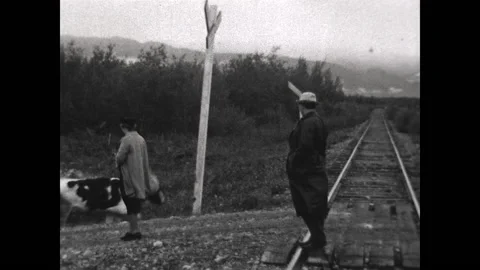 Cow Crossing 1937 Stock Footage 201556148