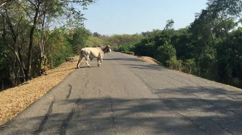 Cow crossing the road Video stock 63750320