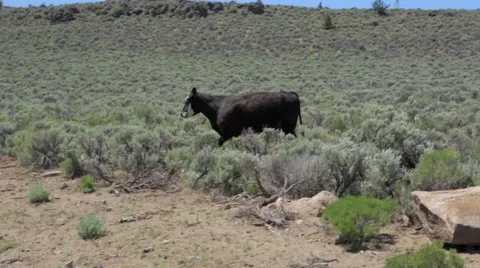 Cow crossing a road in forest Stock Footage 49099765