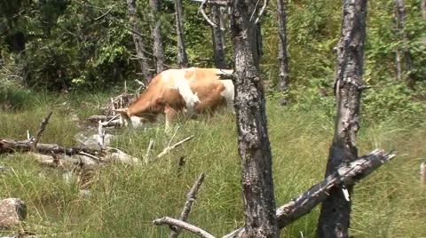 Cow crossing the stream Stock-Footage 41126087