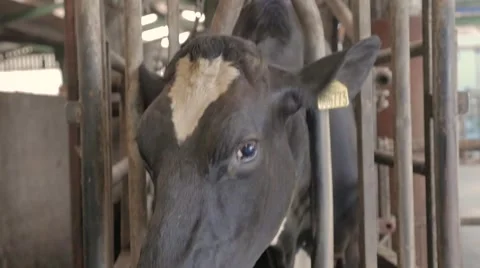 Cow in Crush Stockbeeldmateriaal 69023288