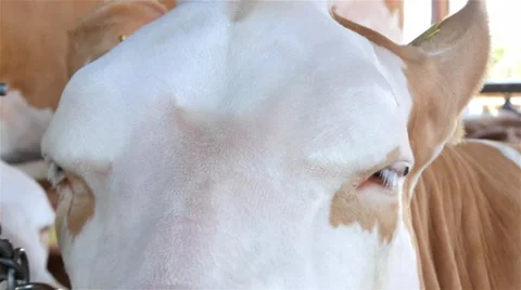 Cow cud in the stall, tilt down from the eyes to the muzzle, close up, 4K 스톡 동영상 55604807