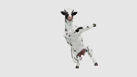 Cow Dancing, with Alpha matte. Stock Footage 138335876