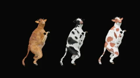 Cow Dancing, with Alpha matte. Stock Footage 156999189