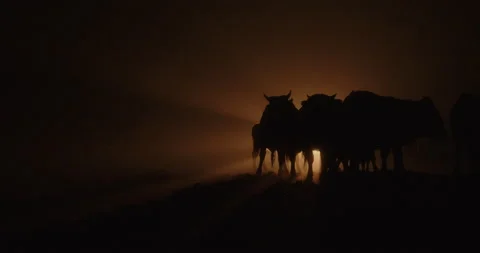 Cow in the dark Stock Footage 165133716