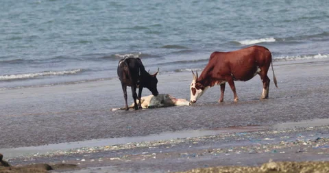 Cow Dead Body at Beach Stock Footage 320335612