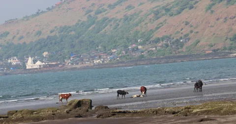 Cow Dead Body at Beach Stock Footage 320336406