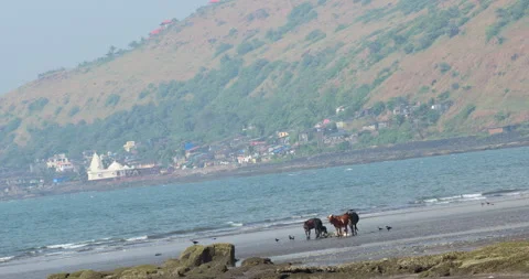 Cow Dead Body at Beach Stock Footage 320336604
