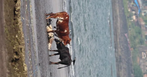 Cow Dead Body at Beach Vertical Stock Footage 320336237