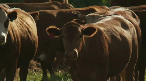 Cow dead center Stock Footage 761360