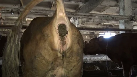 A cow defecates on a farm Stock Footage