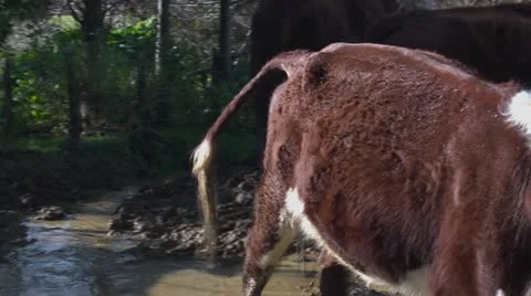 Cow Defecate Stock Videos – Royalty-Free HD & 4K Videos