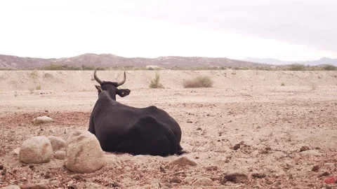 The Cow In A Desert  Stock Footage 105551006