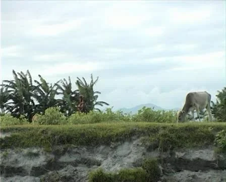 Cow &amp; Dog Stock Footage 11053232