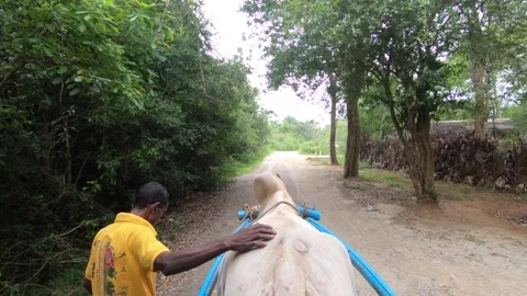 Cow drawn cart 動画素材 160130591