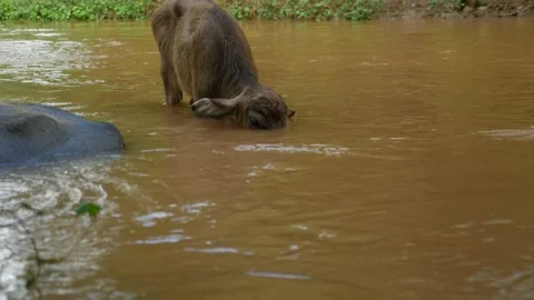 Cow drink Stock Footage 130465282