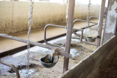 Cow drinker Stock Photos