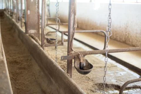 Cow drinker Stock Photos