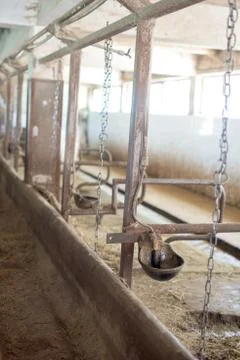 Cow drinker Stock Photos