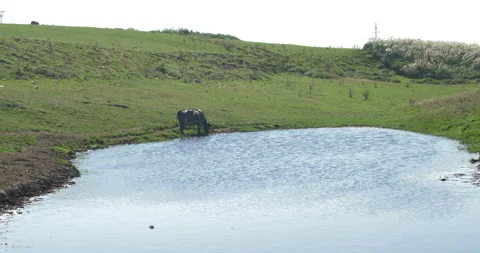 Cow Drinking Alone In A Lake Video stock 97387888