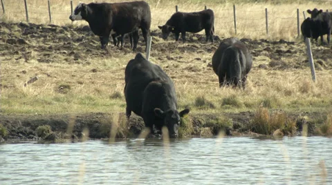 Cow drinking and mooing Stock Footage 31821510