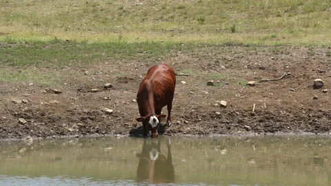 Cow drinking from dam - Australia Stock Footage 235740877