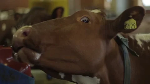 Cow Drinking Video stock 62427888