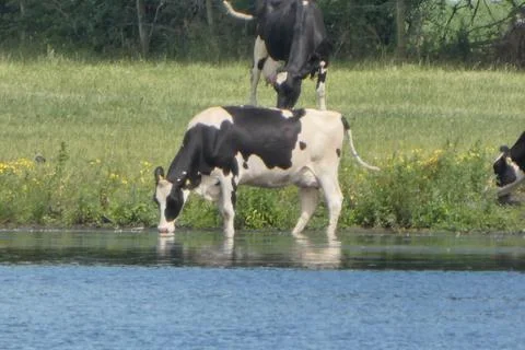 Cow Drinking From Lake Stock Photos