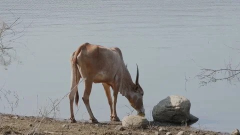 Cow drinking from a mountain river on a summer day Stock Footage 171856596