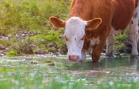 Cow drinking Stock Photos