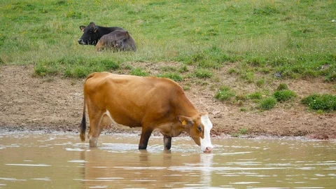 Cow drinking in the pond Stock Footage 98621001
