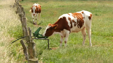 Cow drinking at self service trough 4k UHD 11648 Stock Footage 51052417