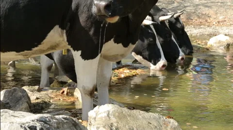 Cow drinking from a stream Stock Footage 67550442