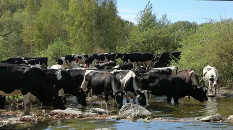Cow drinking from a stream Stock Footage 67550703