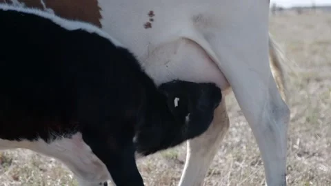Cow drinking from udder Video stock 245592612