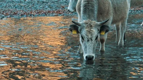 Cow Drinking Water Close up Stock Footage 85447715